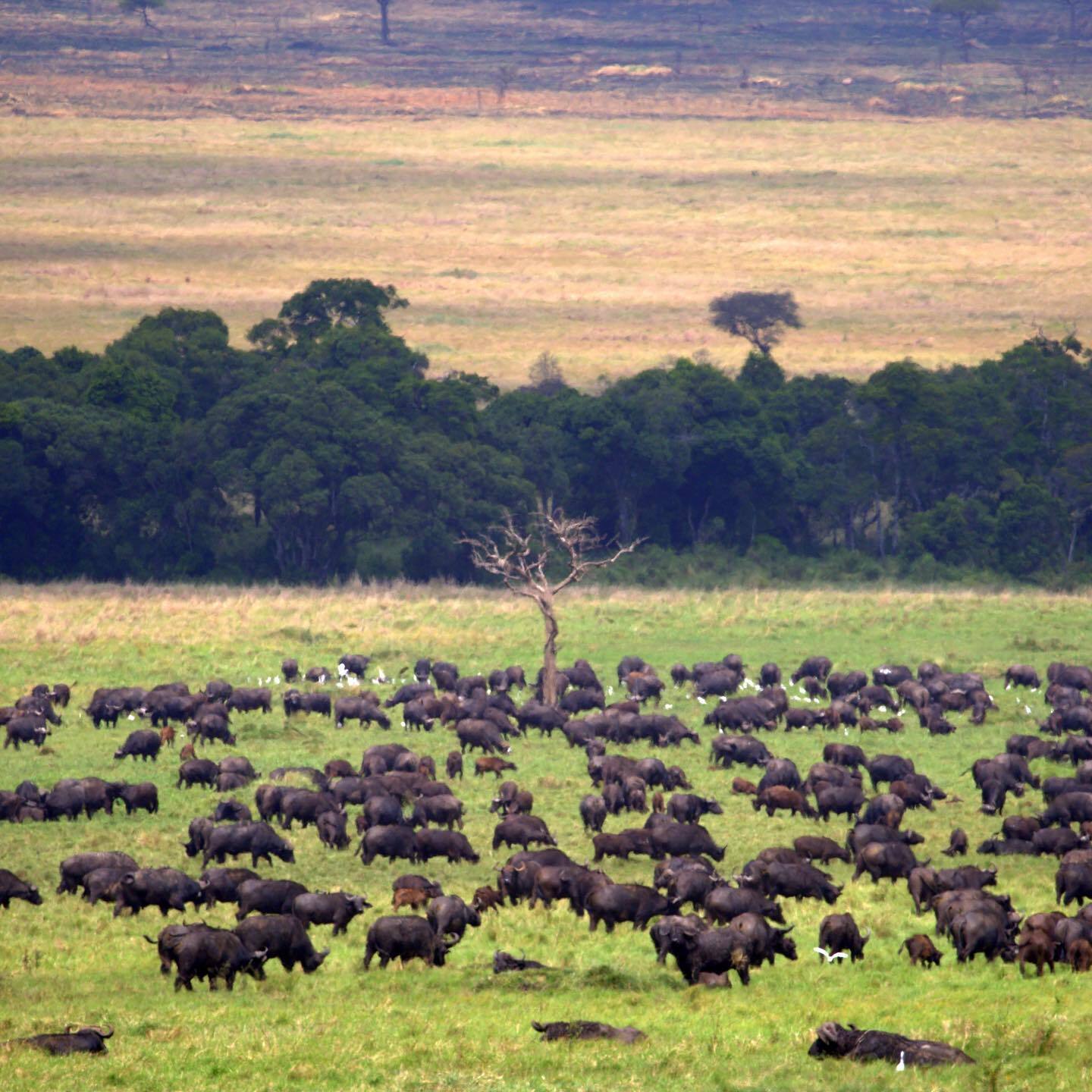 Kilimanjaro climb, Safari & Zanzibar - Serengeti