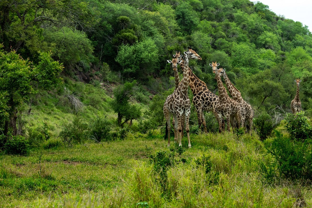 7 day Tanzanian Safari adventure