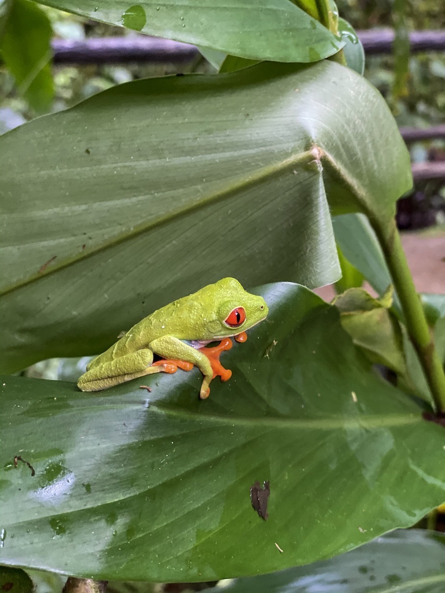 Arenal frog