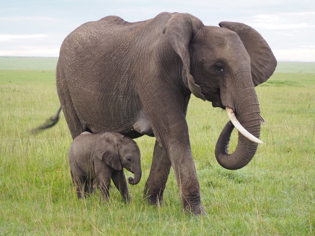 Baby elephant with mum in Masai Mara
