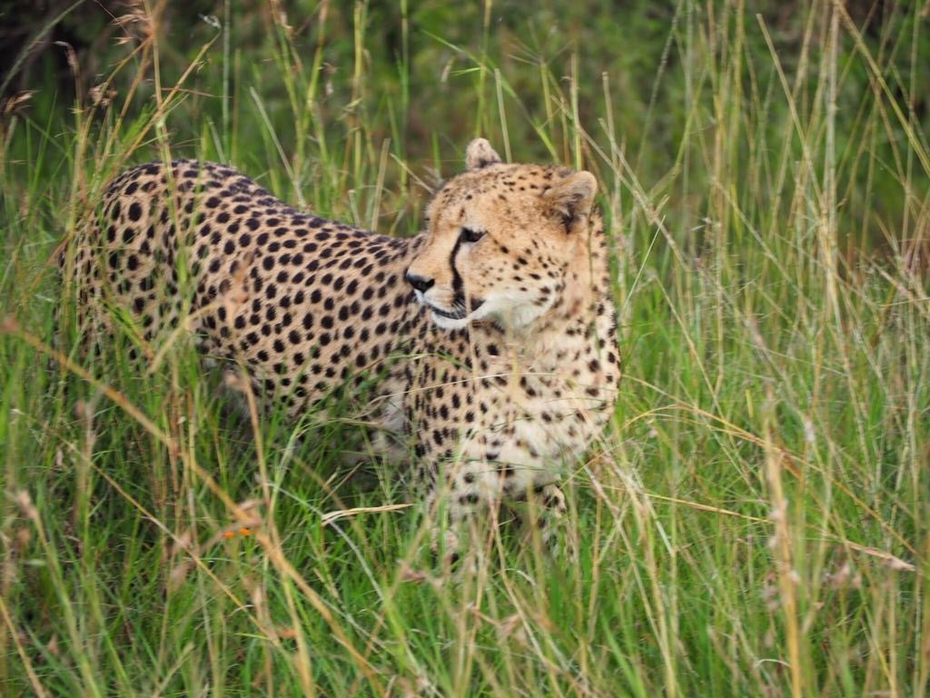 Cheetah in Masai Mara