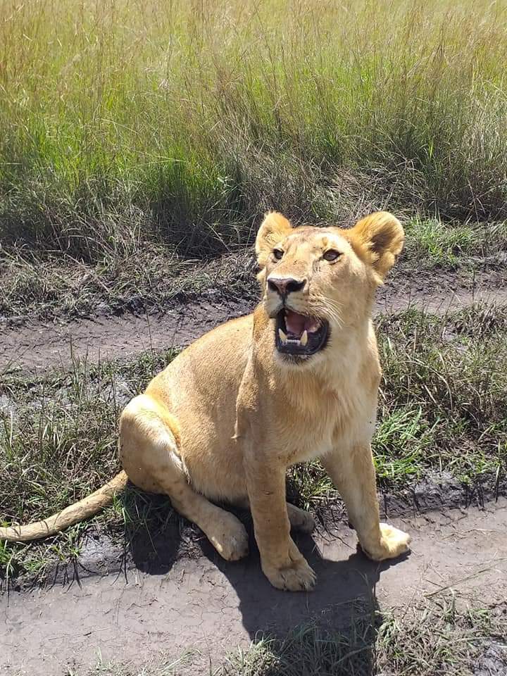 7 day Tanzanian Safari adventure