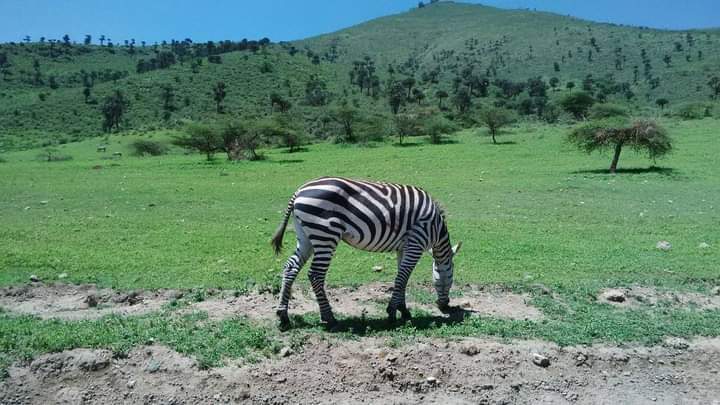 Kilimanjaro climb, Safari & Zanzibar - Ngorongoro Crater