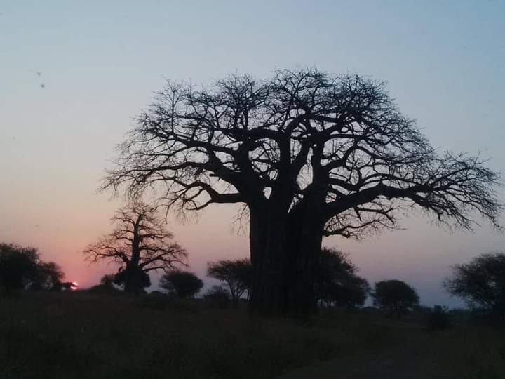 7 day Tanzanian Safari adventure