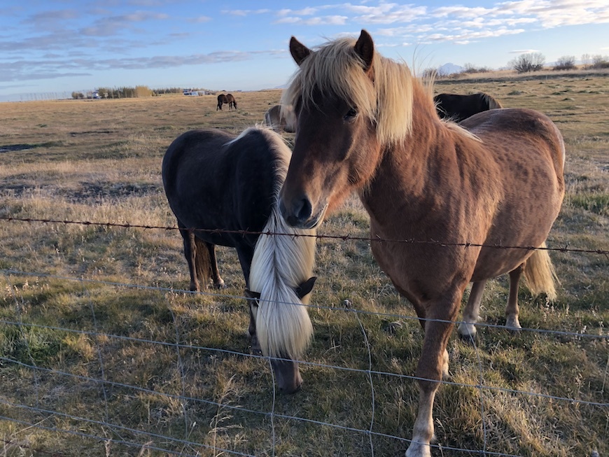 Icelandic Horses