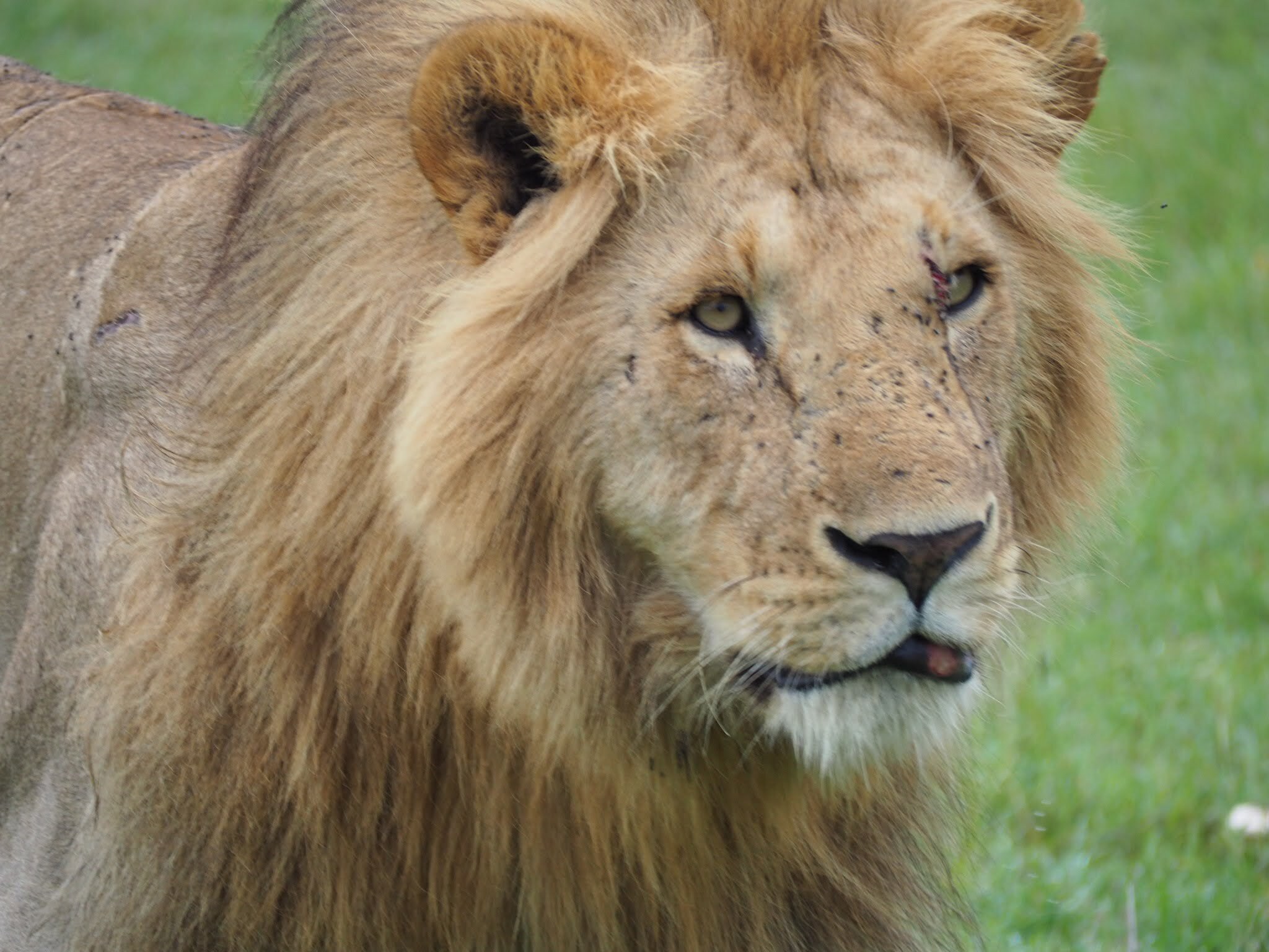 Lion in Masai Mara