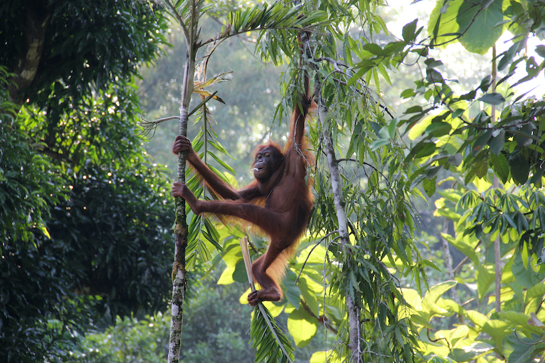 Visit Borneo