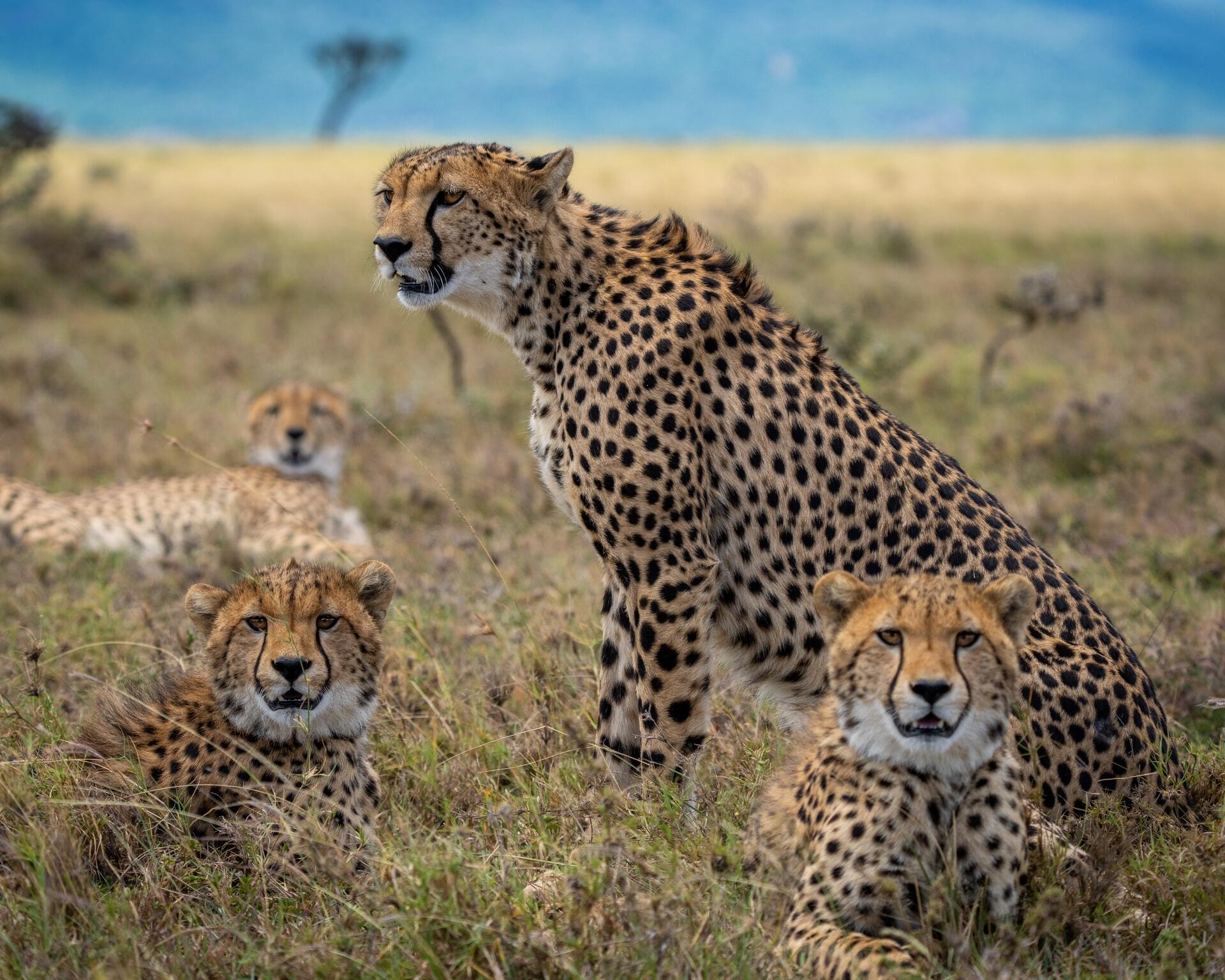 Tips for spotting Africa’s Big 5