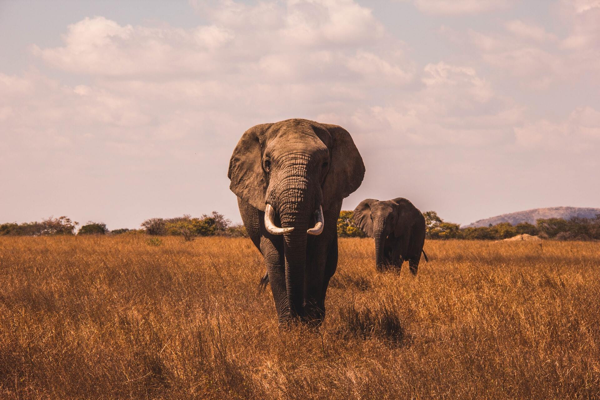 Tips for spotting Africa’s Big 5