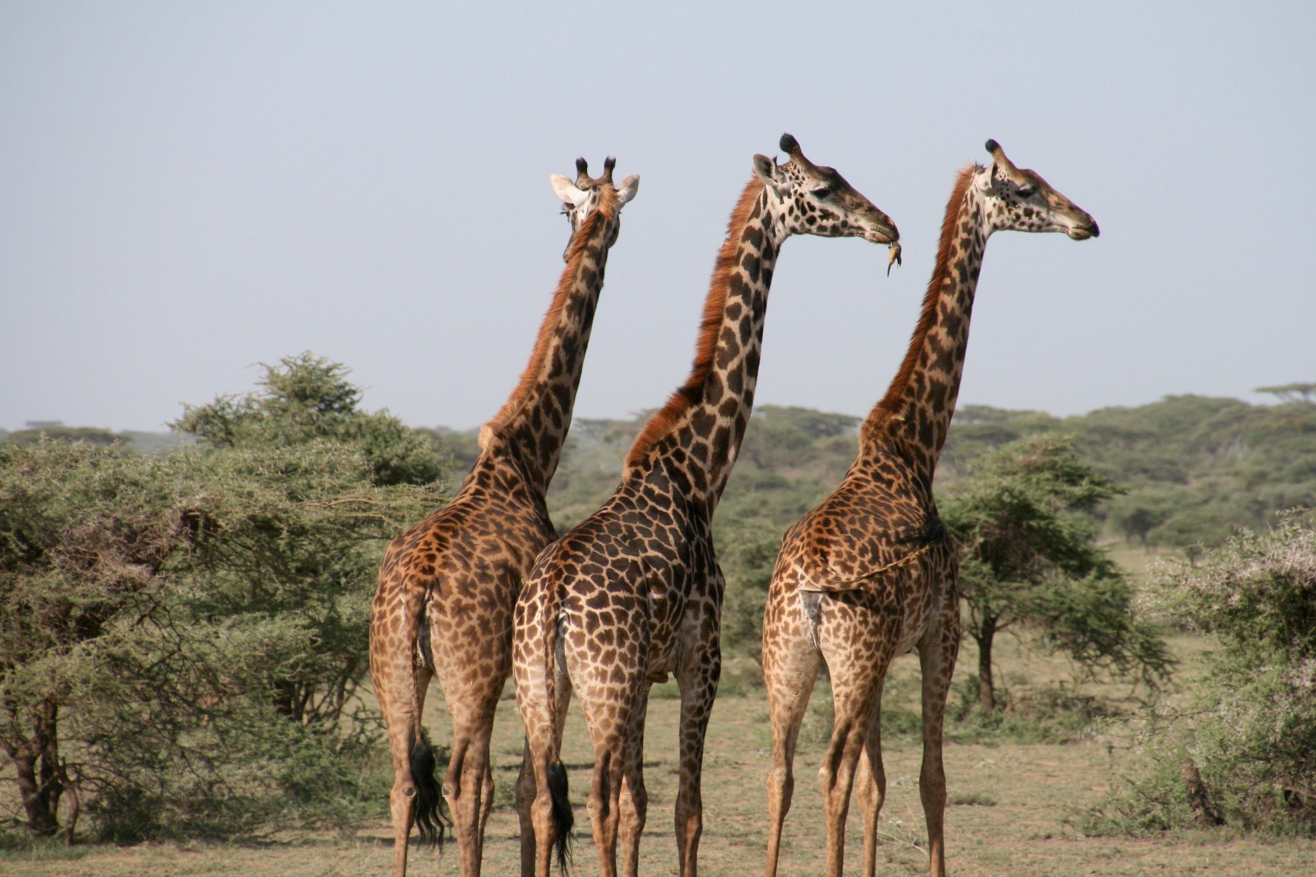 Bil Giraffe Safari