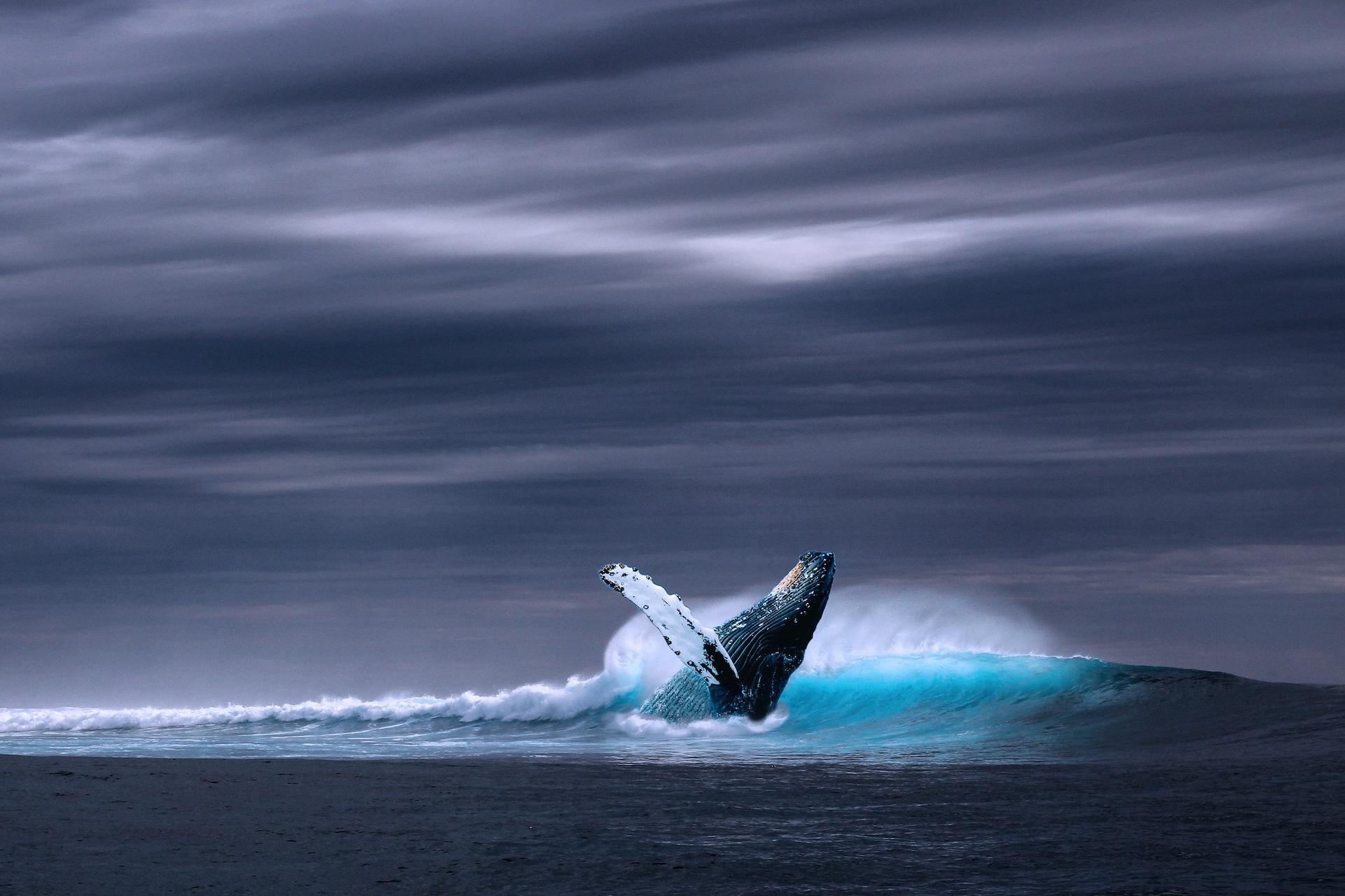 Bil Go Whale Watching Hero