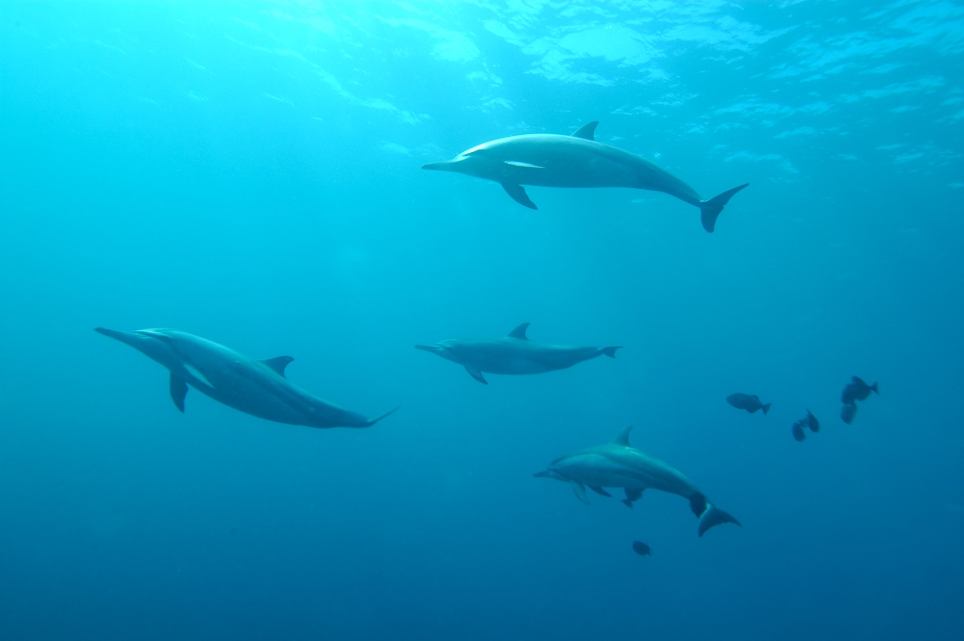 Bil Swim With Dolphins Hawaii
