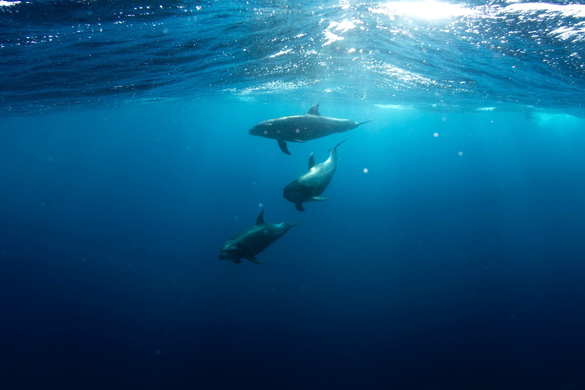 Bil Swim With Dolphins Hero