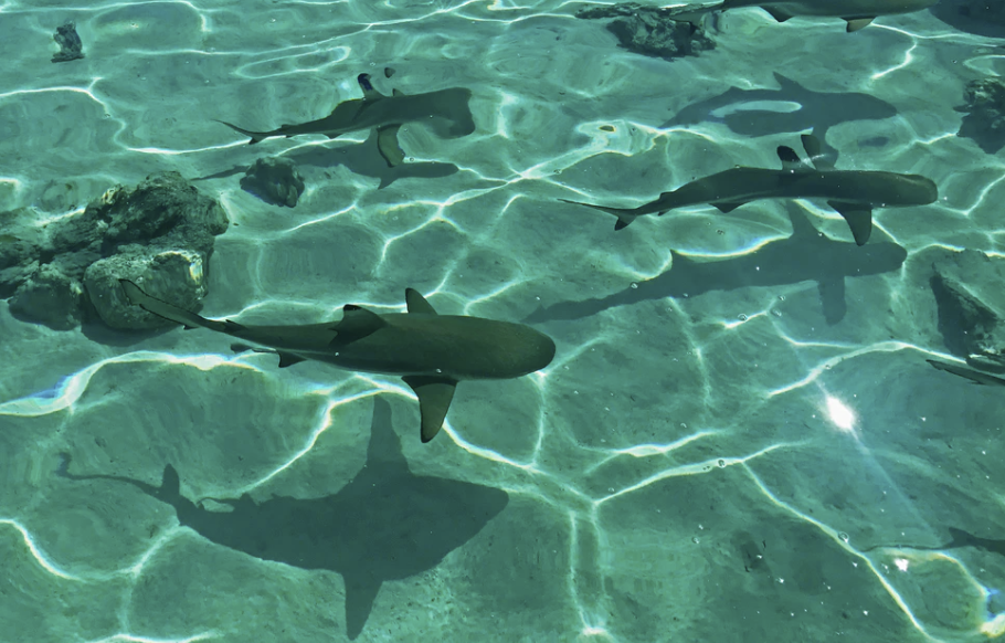 Boraboratourexcursions