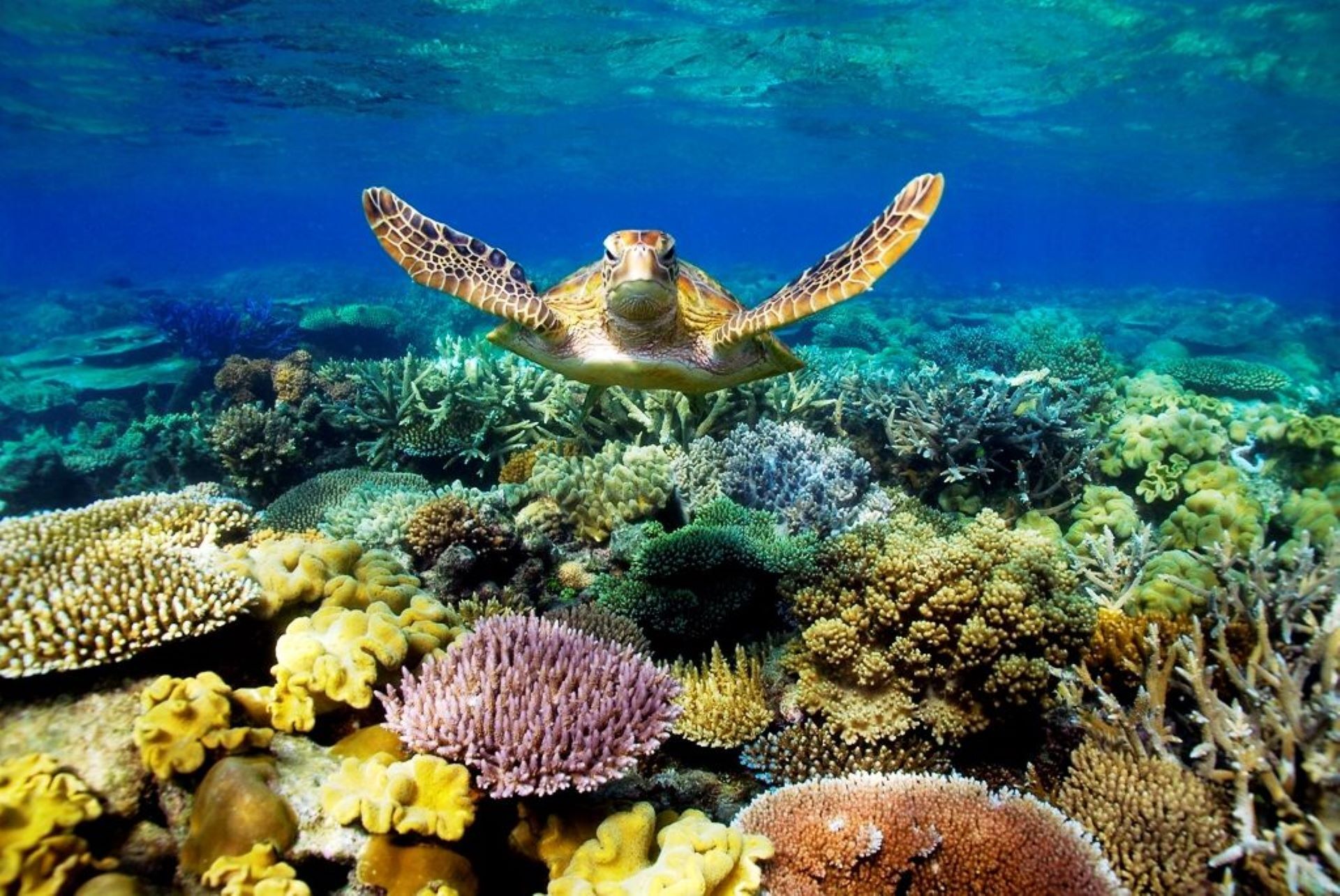 Great-barrier-reef