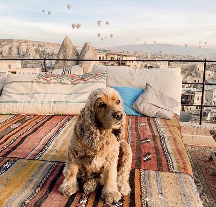 Hotel puppy cappadocia