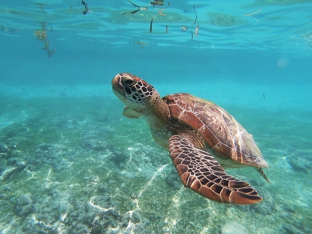 Moalboal