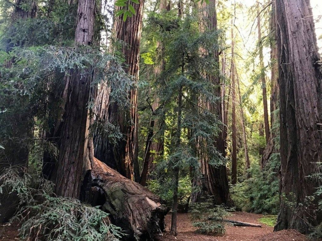 Pfeiffer big sur state park 20ee6306956a6d95fafda7eb9af1c6fa 1024x768