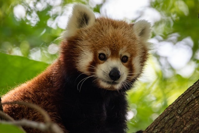Redpanda