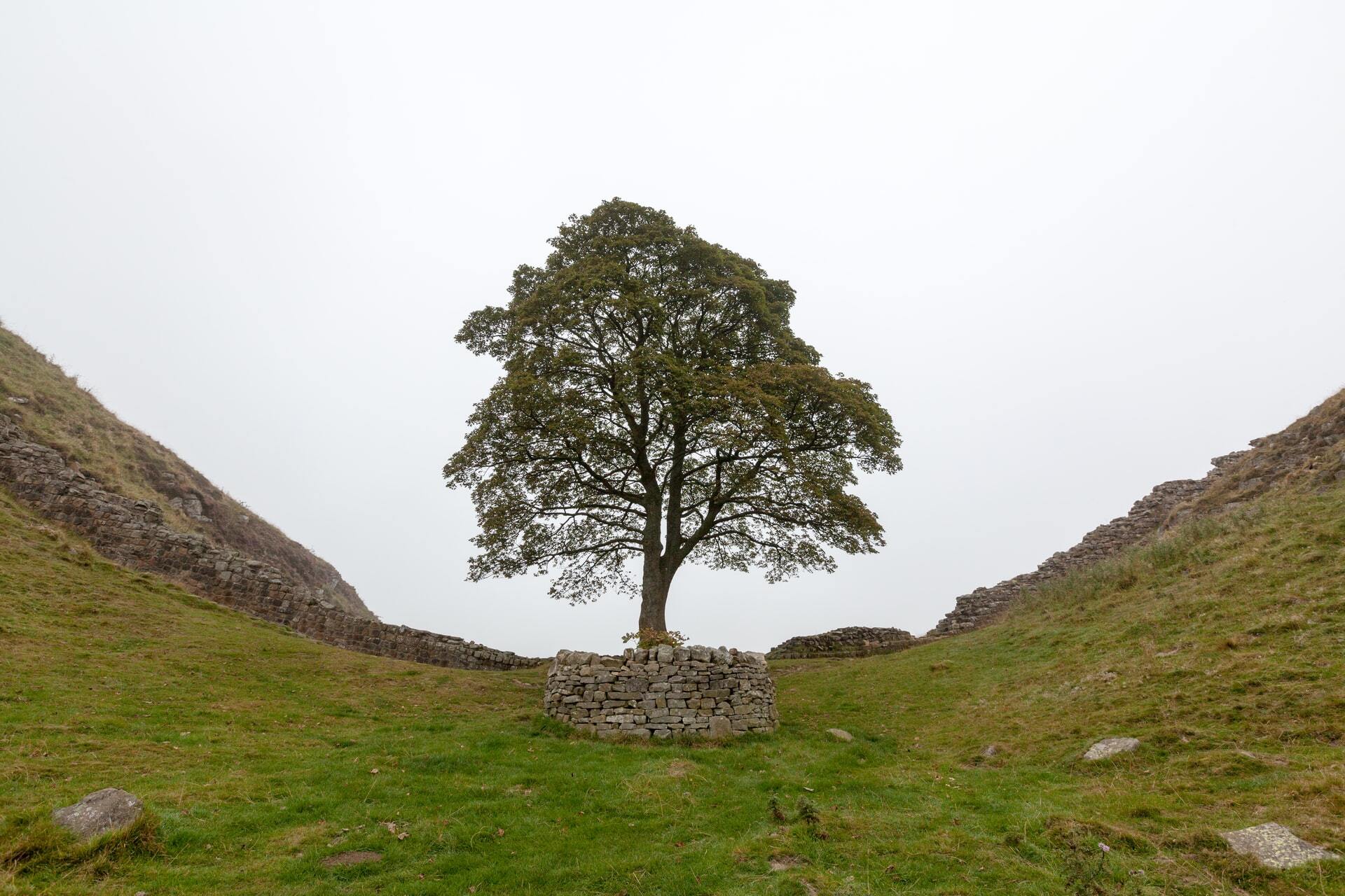 7 Day Hadrian's Wall Walk - Sycamore Gap