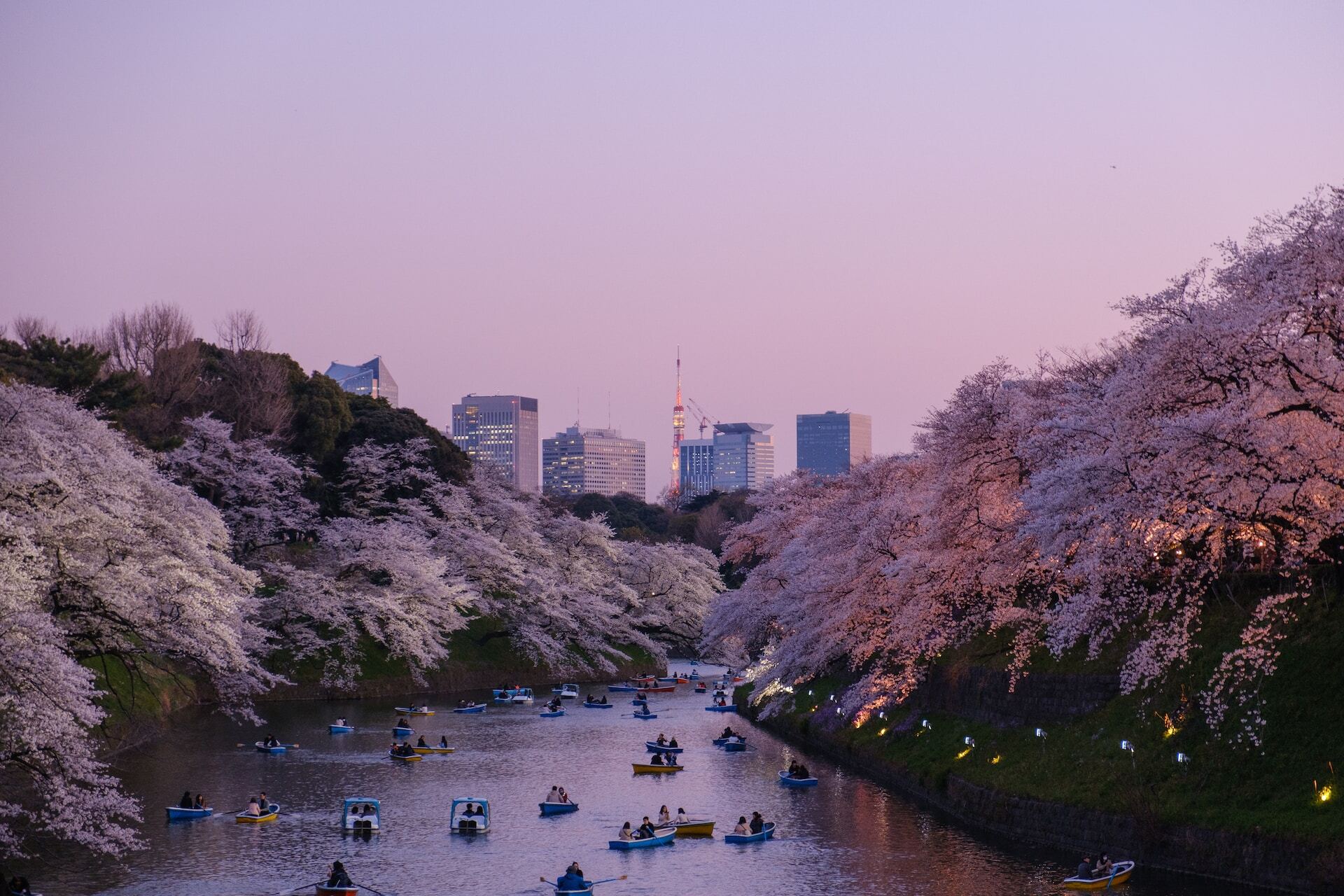 Cherry Blossom Countdown: Japan's uneveils bloom forecast for Spring 2024